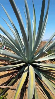 Disfruta de un BUEN MEZCAL 🥃🌊☀️ #signos #fyp #huatulco #huatulcooaxaca #oaxaca #oaxacatravel #tour