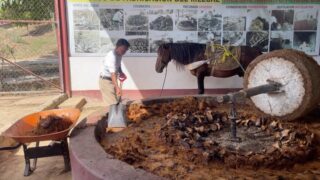 #inthemaking 
En el proceso de molienda, buscamos sacarle el jugo a nuestras pencas de agave cocidas para después junto con la fibra llevarlas a fermentación 🥃 🐎 

📍Visita nuestras tiendas físicas en el corazón de Huatulco o bien compra en línea tu mezcal favorito 😉

#haciendomezcal #mezcalprocess #huatulco #oaxacatravel #elbuenmezcal