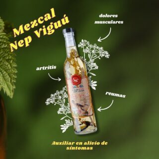 ¿Ya conocías los beneficios de la ruda y el mezcal? 🌿🥃
Es ideal para ayudar en el alivio de síntomas como

🌿Dolores musculares 
🌿Artritis 
🌿Reumas 

🌟Para uso tópico 
🌙 úsalo todas las noches antes de irte a dormir 

Este producto no es un medicamento*

✅Consíguelo en nuestras tiendas físicas o pídelo online 
Hacemos envíos a toda la República mexicana 📦🚛
#artritis #herbsforhealth #rudaplanta #mezcalherbal #mezcal #healingherbs