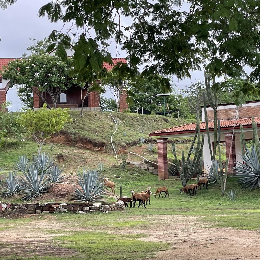 Visita nuestra fábrica en Santa María Huatulco donde podrás conocer todo acerca del mezcal ✅