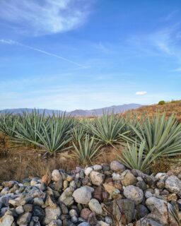 Los majestuosos magueyes que cultivamos en San Juan del Río, Tlacolula, una tierra con historia, tradición y un profundo respeto por el mezcal. Bajo el cielo azul y entre las montañas de Oaxaca, estos magueyes crecen con paciencia y fortaleza, absorbiendo los minerales del suelo pedregoso y el espíritu de la región.

Estos magueyes son la materia prima con la que elaboramos nuestros mezcales en nuestras dos fábricas: una en San Juan del Río, y otra en Bahías de Huatulco, donde llevamos la tradición mezcalera hasta la costa. En ambas, cuidamos cada etapa del proceso artesanal para garantizar un mezcal auténtico, lleno de sabor y alma oaxaqueña.

Cada botella que encuentras en nuestras tiendas de El Buen Mezcal lleva dentro la esencia de estas tierras y el trabajo de manos expertas que entienden y respetan el tiempo y la naturaleza del maguey. Desde el campo hasta tu copa, te llevamos un pedacito de Oaxaca.