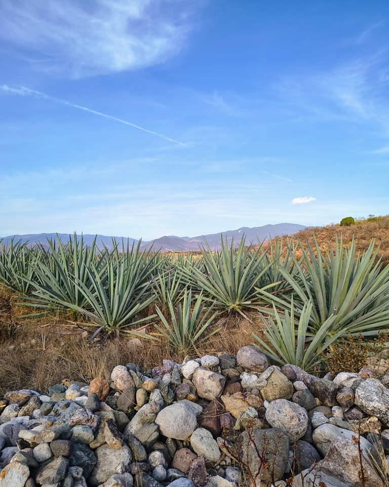 Los majestuosos magueyes que cultivamos en San Juan del Río, Tlacolula, una tierra con historia, tradición y un profundo respeto por el mezcal. Bajo el cielo azul y entre las montañas de Oaxaca, estos magueyes crecen con paciencia y fortaleza, absorbiendo los minerales del suelo pedregoso y el espíritu de la región.

Estos magueyes son la materia prima con la que elaboramos nuestros mezcales en nuestras dos fábricas: una en San Juan del Río, y otra en Bahías de Huatulco, donde llevamos la tradición mezcalera hasta la costa. En ambas, cuidamos cada etapa del proceso artesanal para garantizar un mezcal auténtico, lleno de sabor y alma oaxaqueña.

Cada botella que encuentras en nuestras tiendas de El Buen Mezcal lleva dentro la esencia de estas tierras y el trabajo de manos expertas que entienden y respetan el tiempo y la naturaleza del maguey. Desde el campo hasta tu copa, te llevamos un pedacito de Oaxaca.